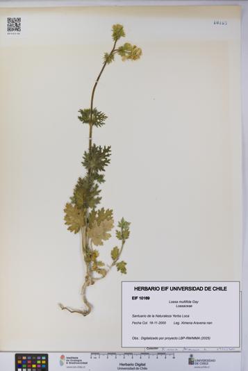 Loasa multifida [Espécimen: UCH:EIF:0010169]