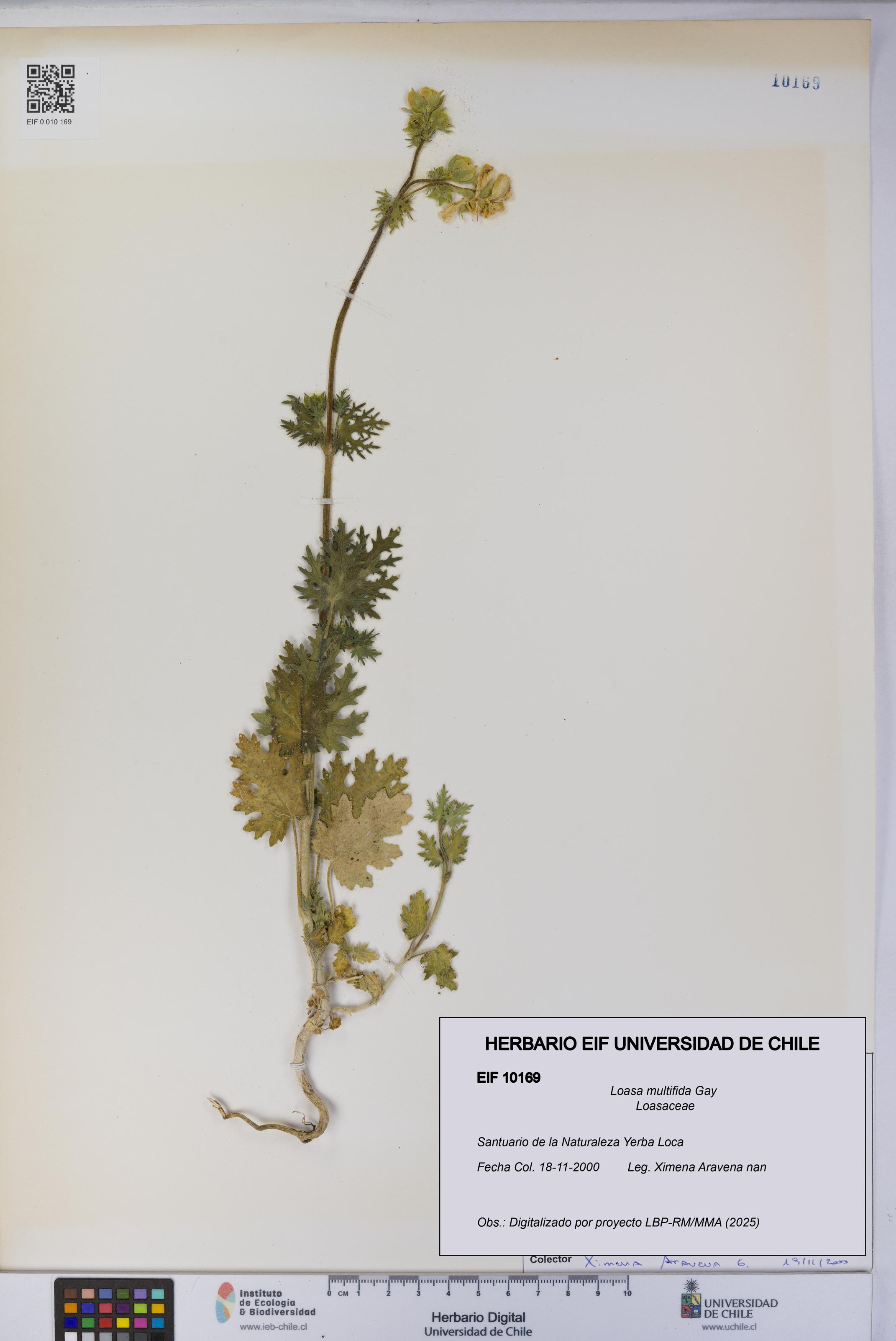 Loasa multifida [Espécimen: UCH:EIF:0010169]