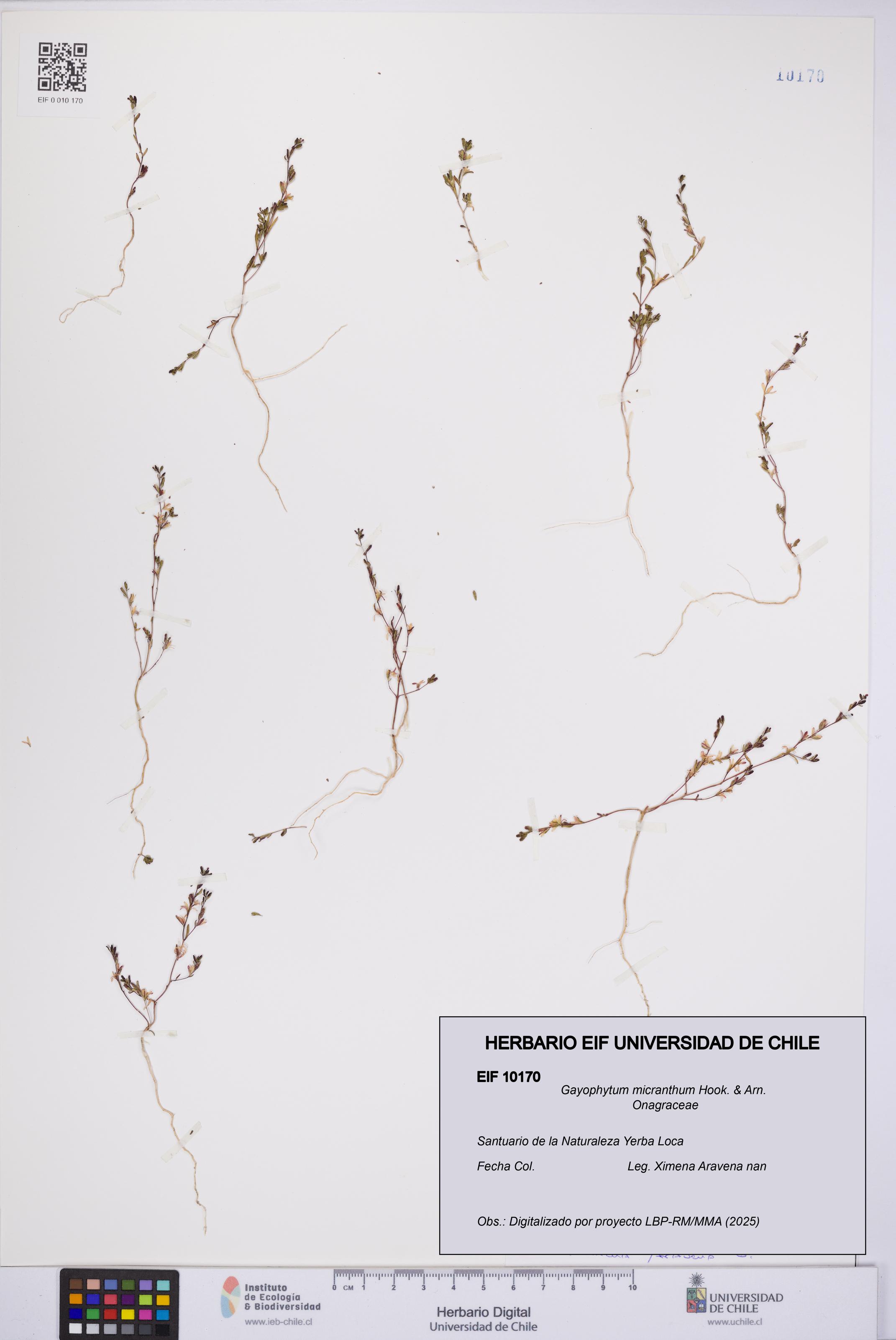 Gayophytum micranthum [Espécimen: UCH:EIF:0010170]