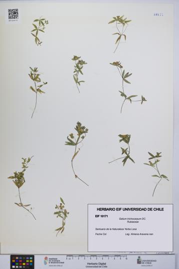 Galium trichocarpum [Espécimen: UCH:EIF:0010171]