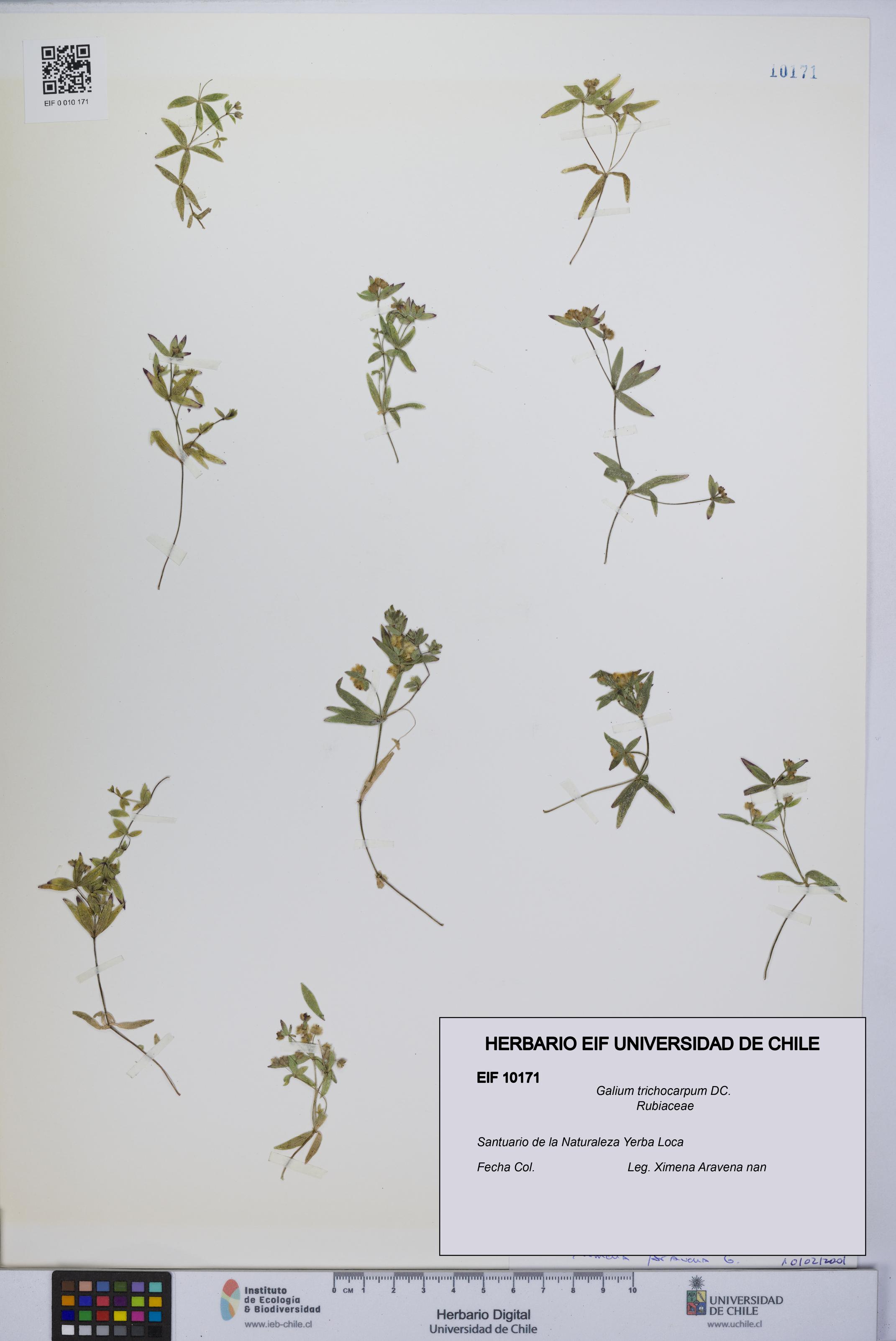 Galium trichocarpum [Espécimen: UCH:EIF:0010171]