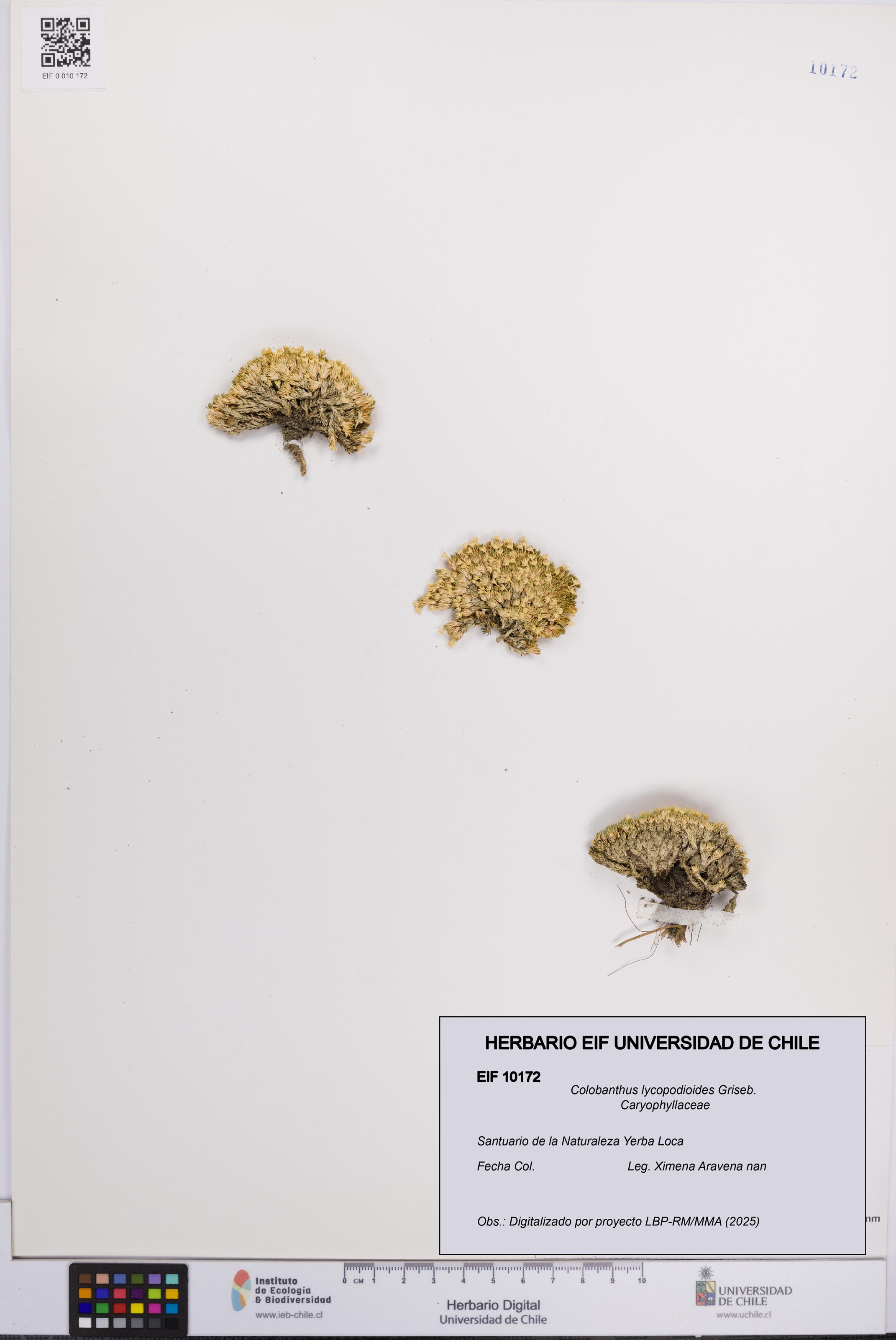 Colobanthus lycopodioides [Espécimen: UCH:EIF:0010172]