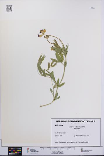 Lathyrus subandinus [Espécimen: UCH:EIF:0010173]