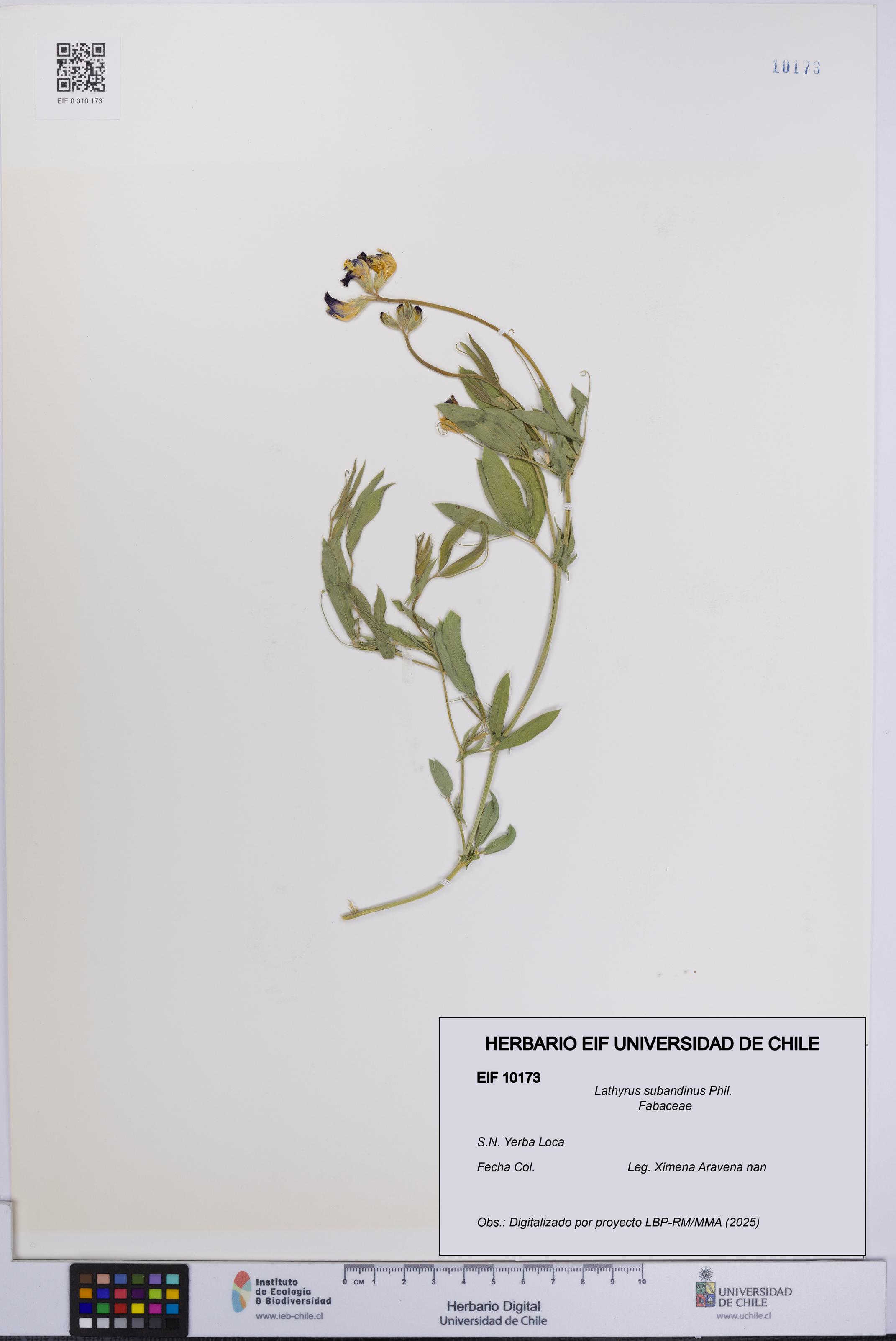 Lathyrus subandinus [Espécimen: UCH:EIF:0010173]