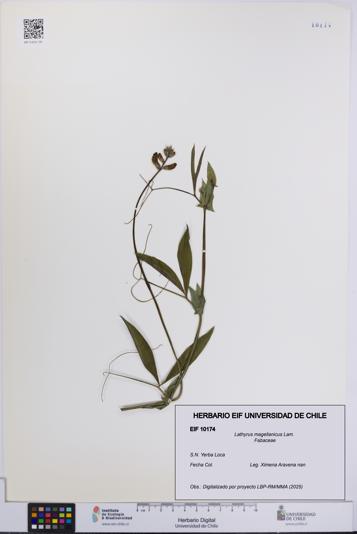 Lathyrus magellanicus [Espécimen: UCH:EIF:0010174]