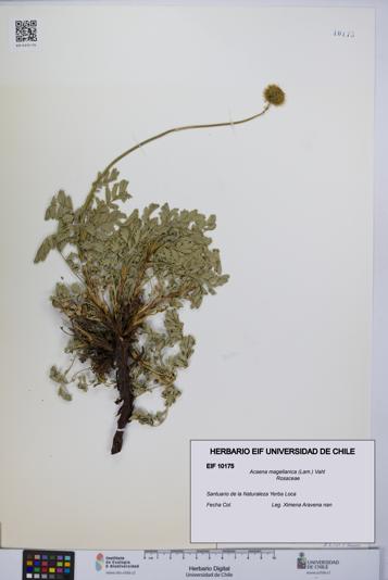 Acaena magellanica [Espécimen: UCH:EIF:0010175]