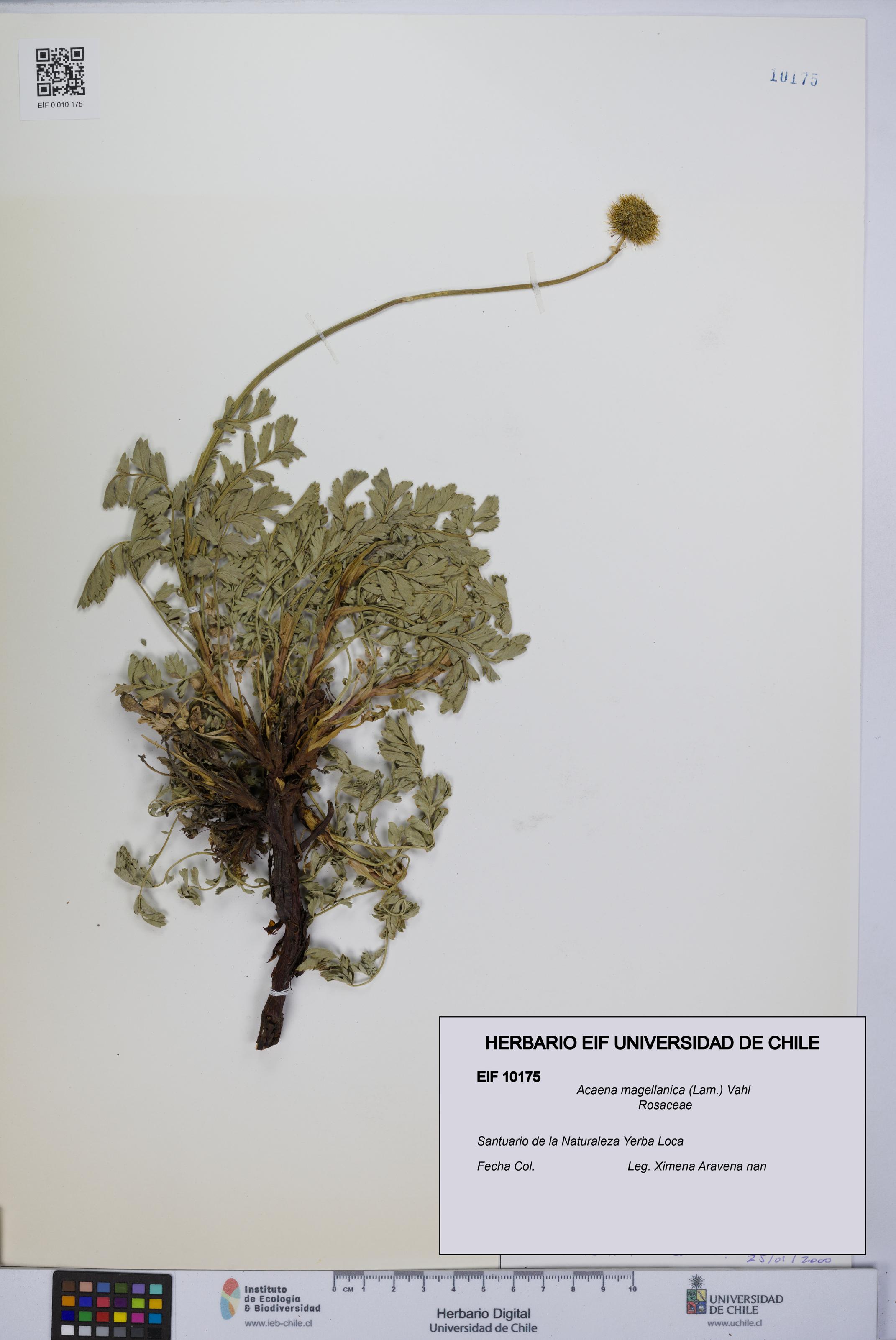 Acaena magellanica [Espécimen: UCH:EIF:0010175]