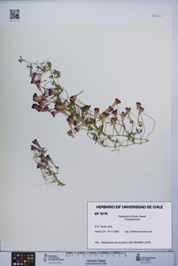 Tropaeolum tricolor [Espécimen: UCH:EIF:0010176]