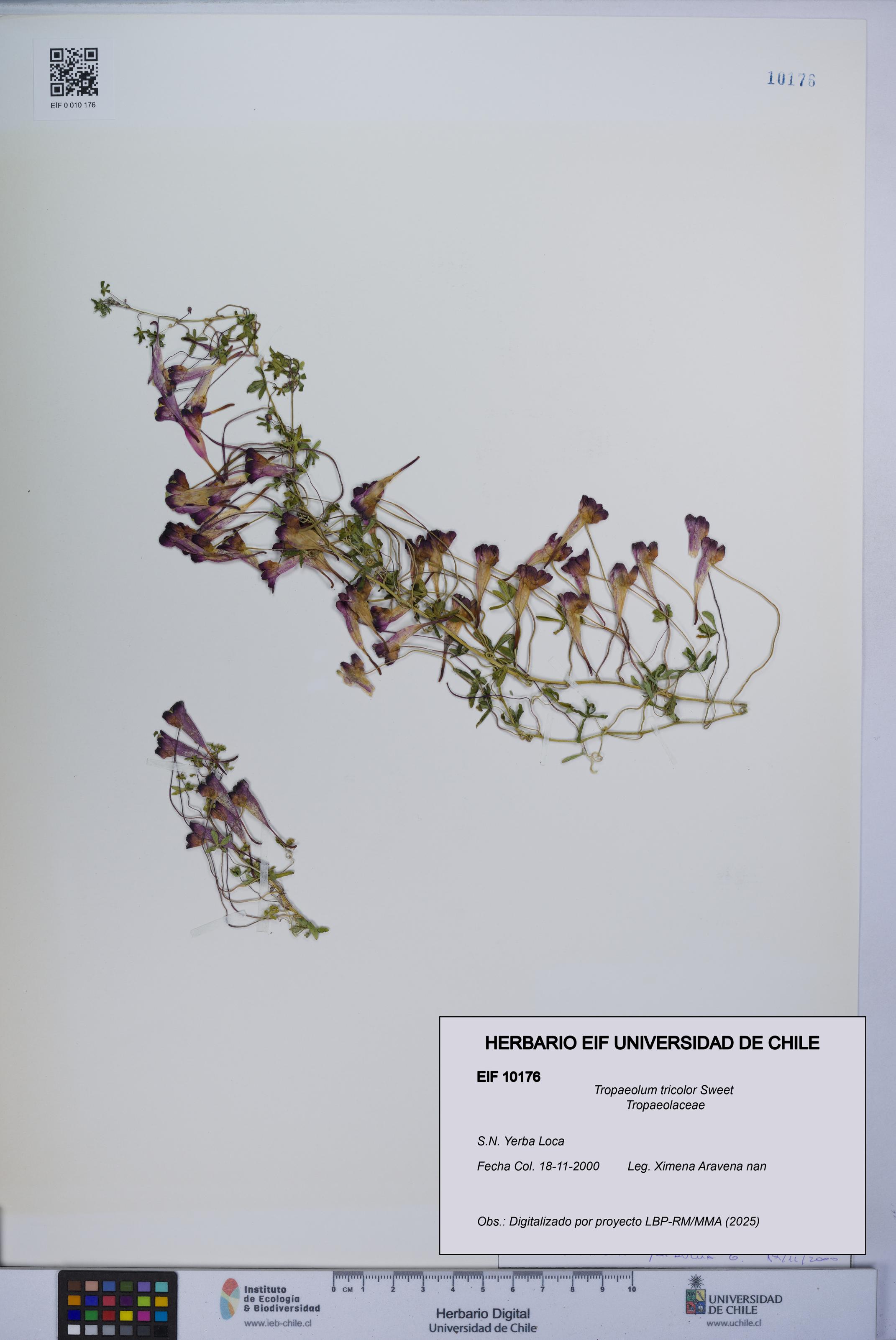 Tropaeolum tricolor [Espécimen: UCH:EIF:0010176]