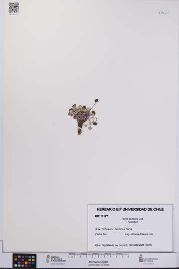 Pozoa coriacea [Espécimen: UCH:EIF:0010177]