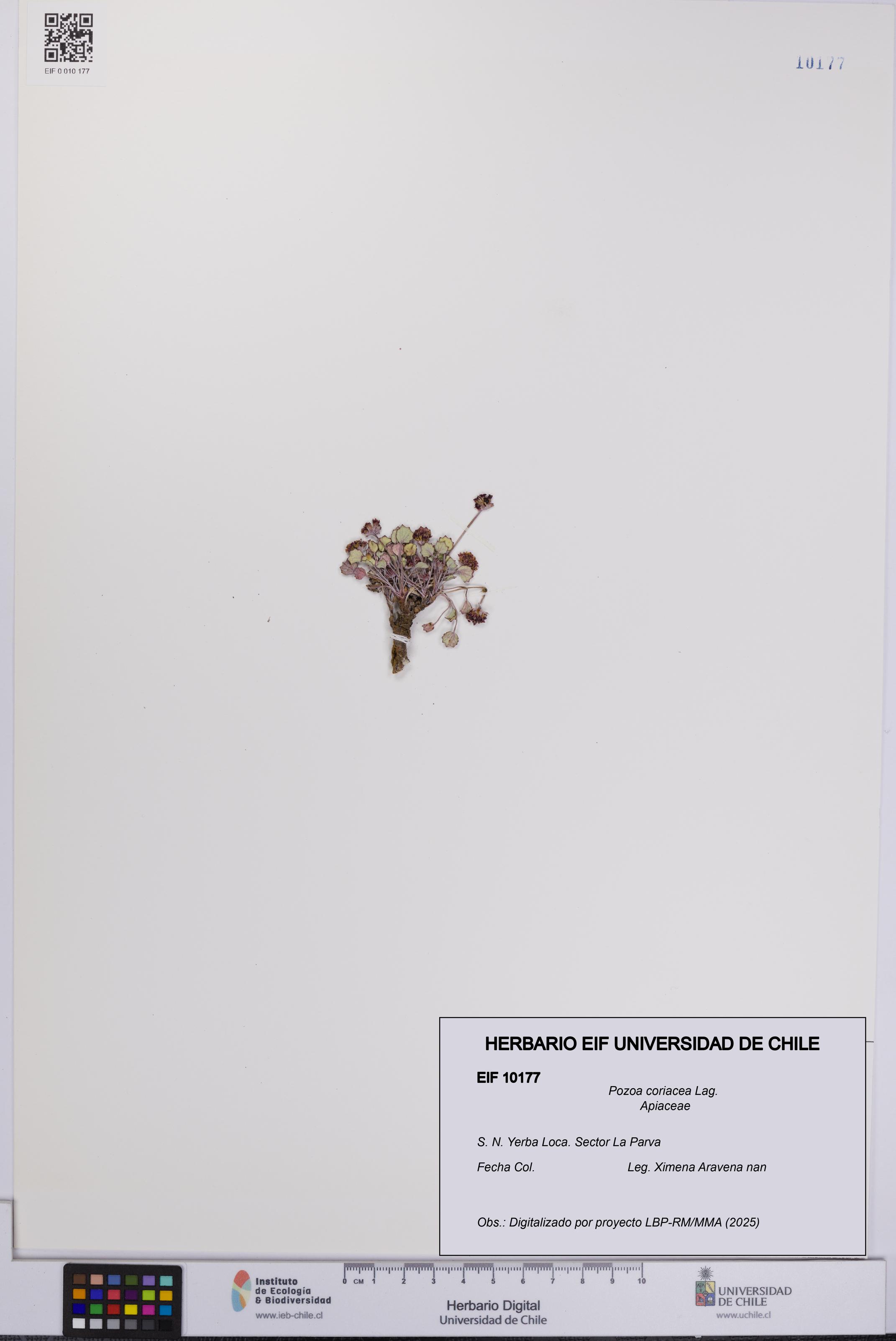Pozoa coriacea [Espécimen: UCH:EIF:0010177]