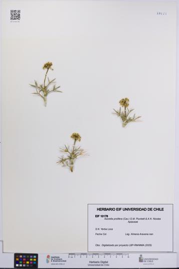 Azorella prolifera [Espécimen: UCH:EIF:0010178]