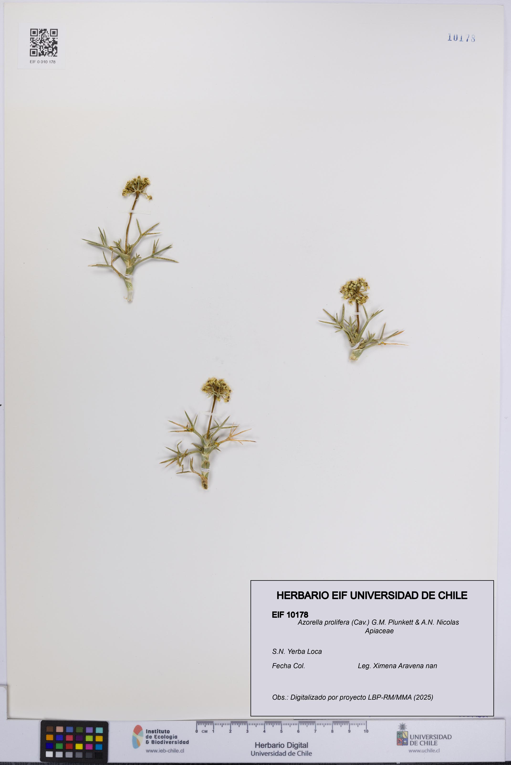 Azorella prolifera [Espécimen: UCH:EIF:0010178]