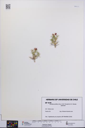 Azorella prolifera [Espécimen: UCH:EIF:0010179]
