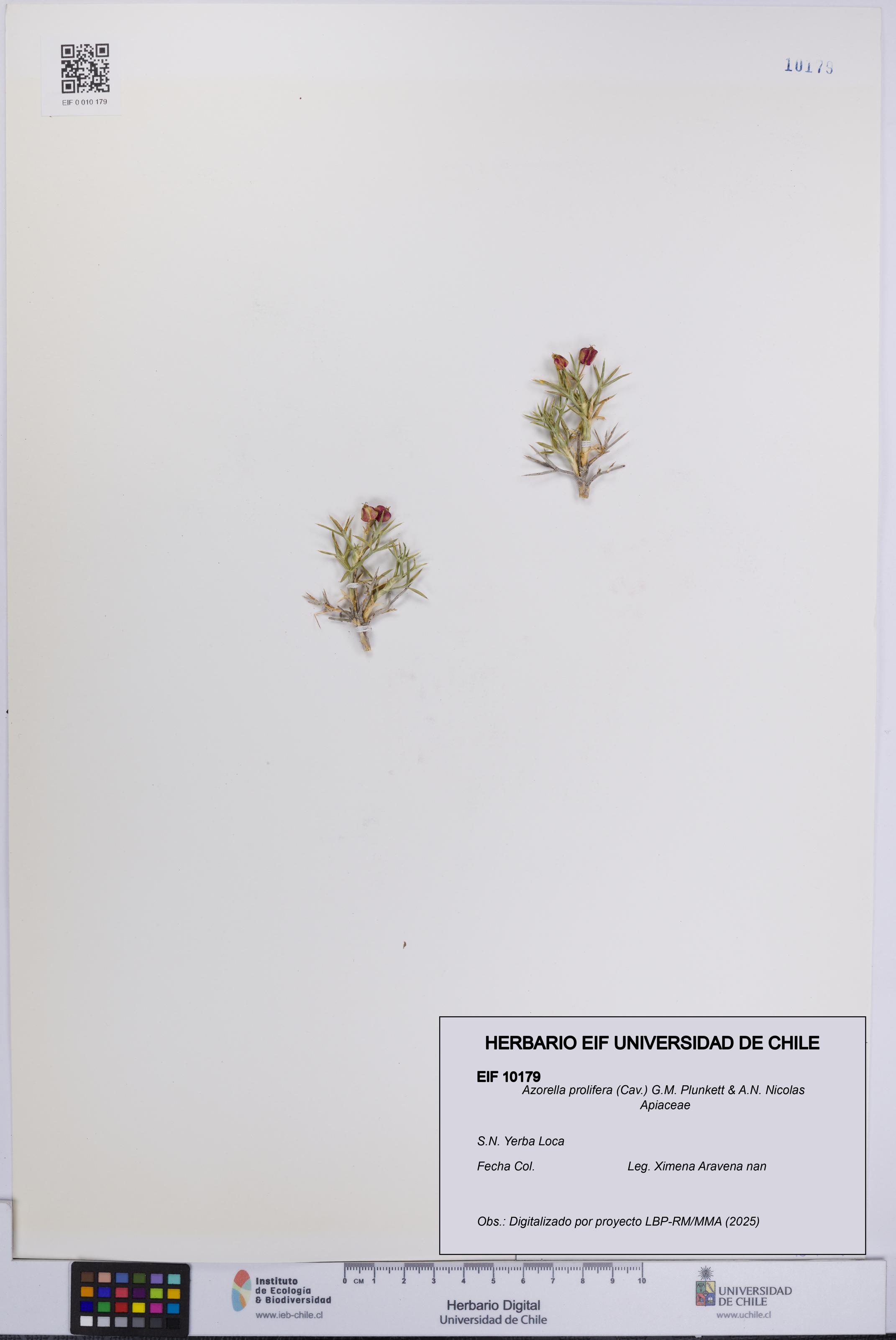 Azorella prolifera [Espécimen: UCH:EIF:0010179]