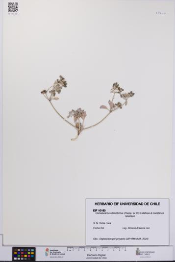 Homalocarpus dichotomus [Espécimen: UCH:EIF:0010180]