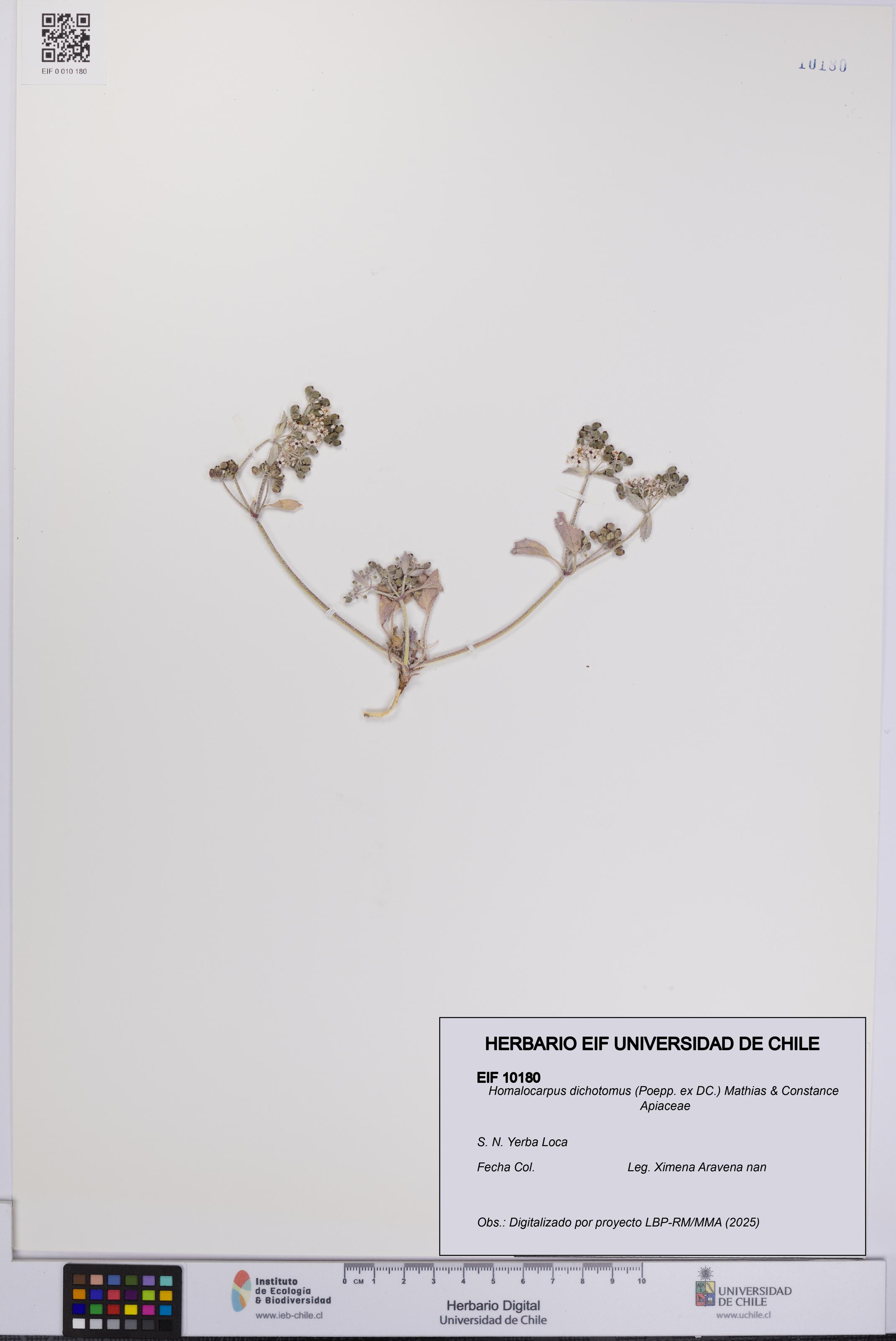 Homalocarpus dichotomus [Espécimen: UCH:EIF:0010180]