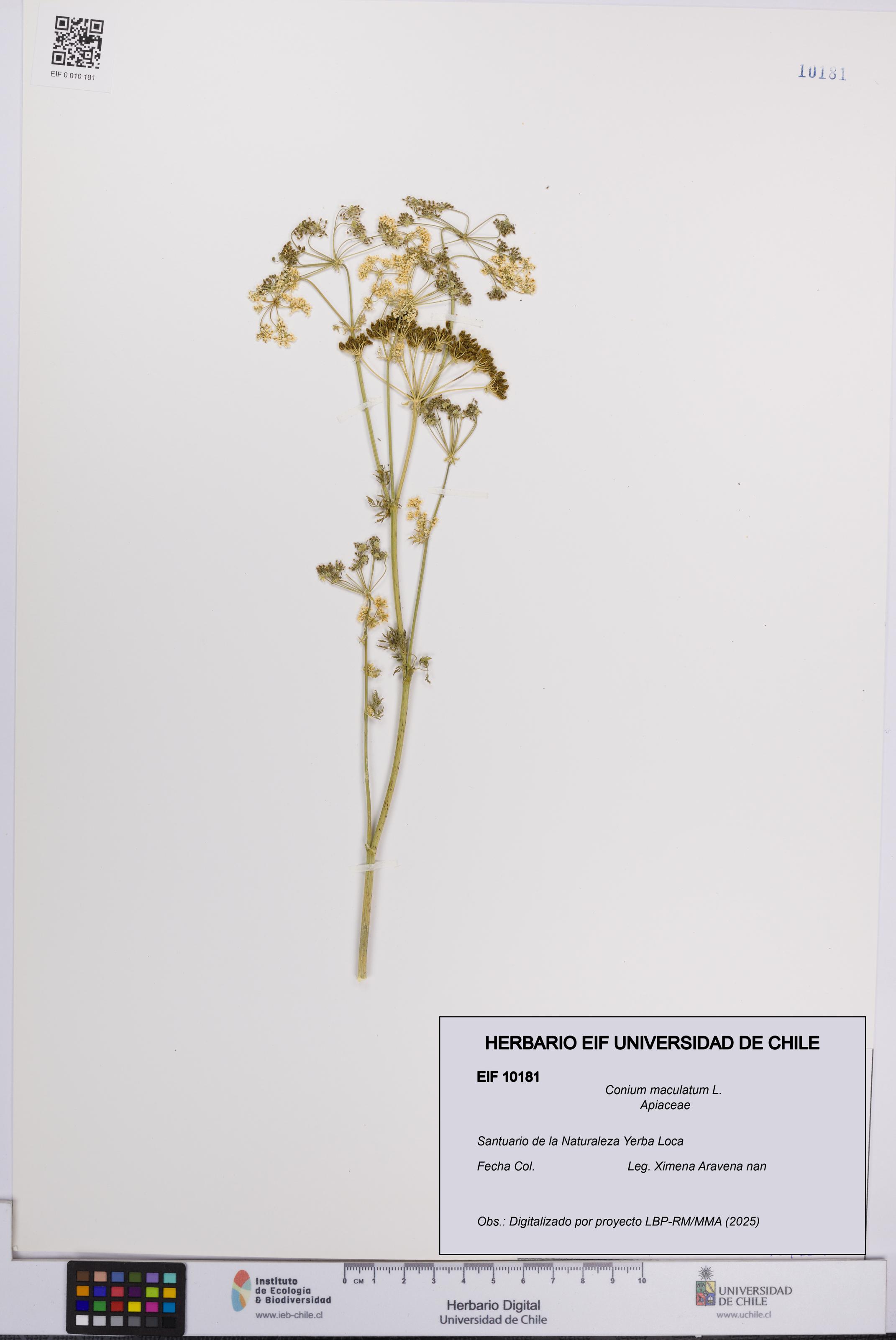 Conium maculatum [Espécimen: UCH:EIF:0010181]