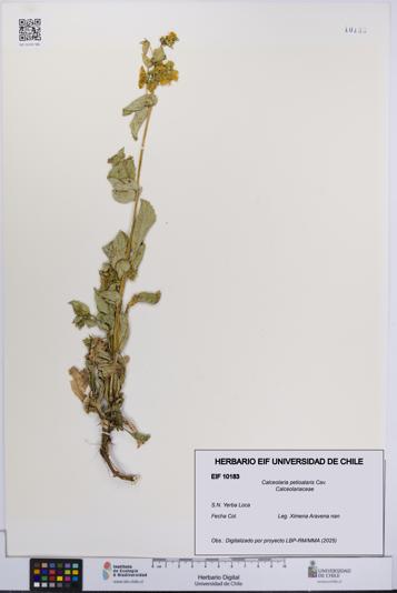 Calceolaria petioalaris [Espécimen: UCH:EIF:0010183]
