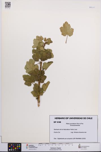 Ribes punctatum [Espécimen: UCH:EIF:0010185]