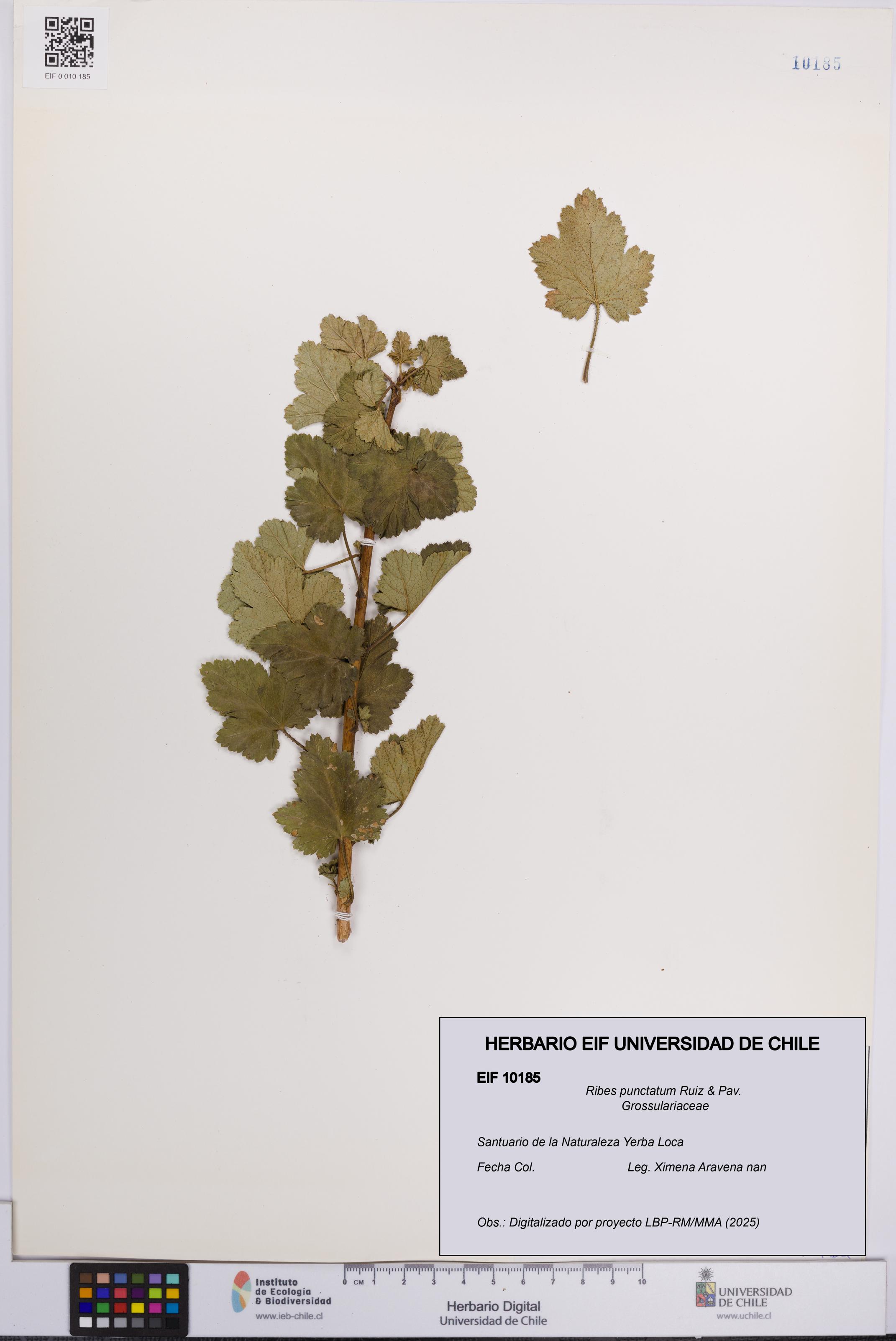Ribes punctatum [Espécimen: UCH:EIF:0010185]