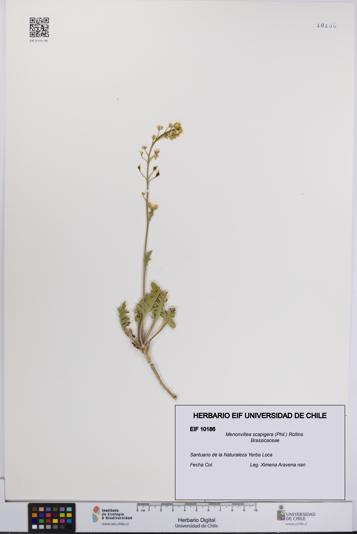 Menonvillea scapigera [Espécimen: UCH:EIF:0010186]