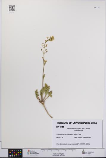 Menonvillea scapigera [Espécimen: UCH:EIF:0010186]