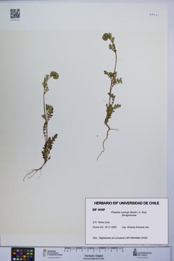 Phacelia cumingii [Espécimen: UCH:EIF:0010187]