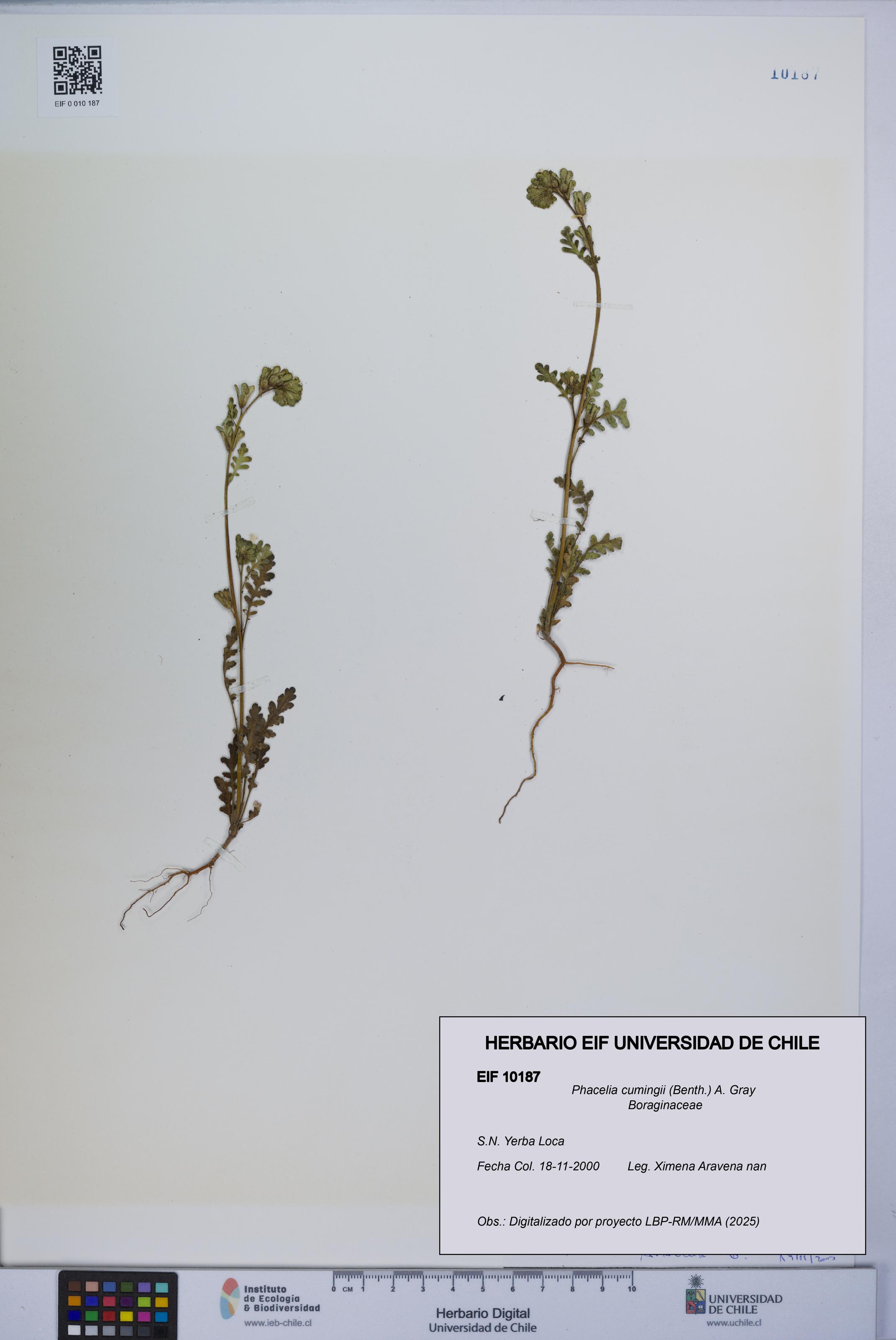 Phacelia cumingii [Espécimen: UCH:EIF:0010187]