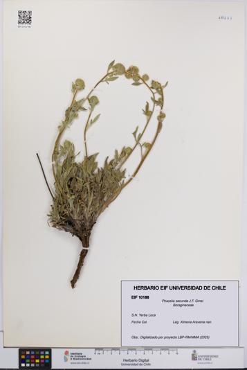 Phacelia secunda [Espécimen: UCH:EIF:0010188]
