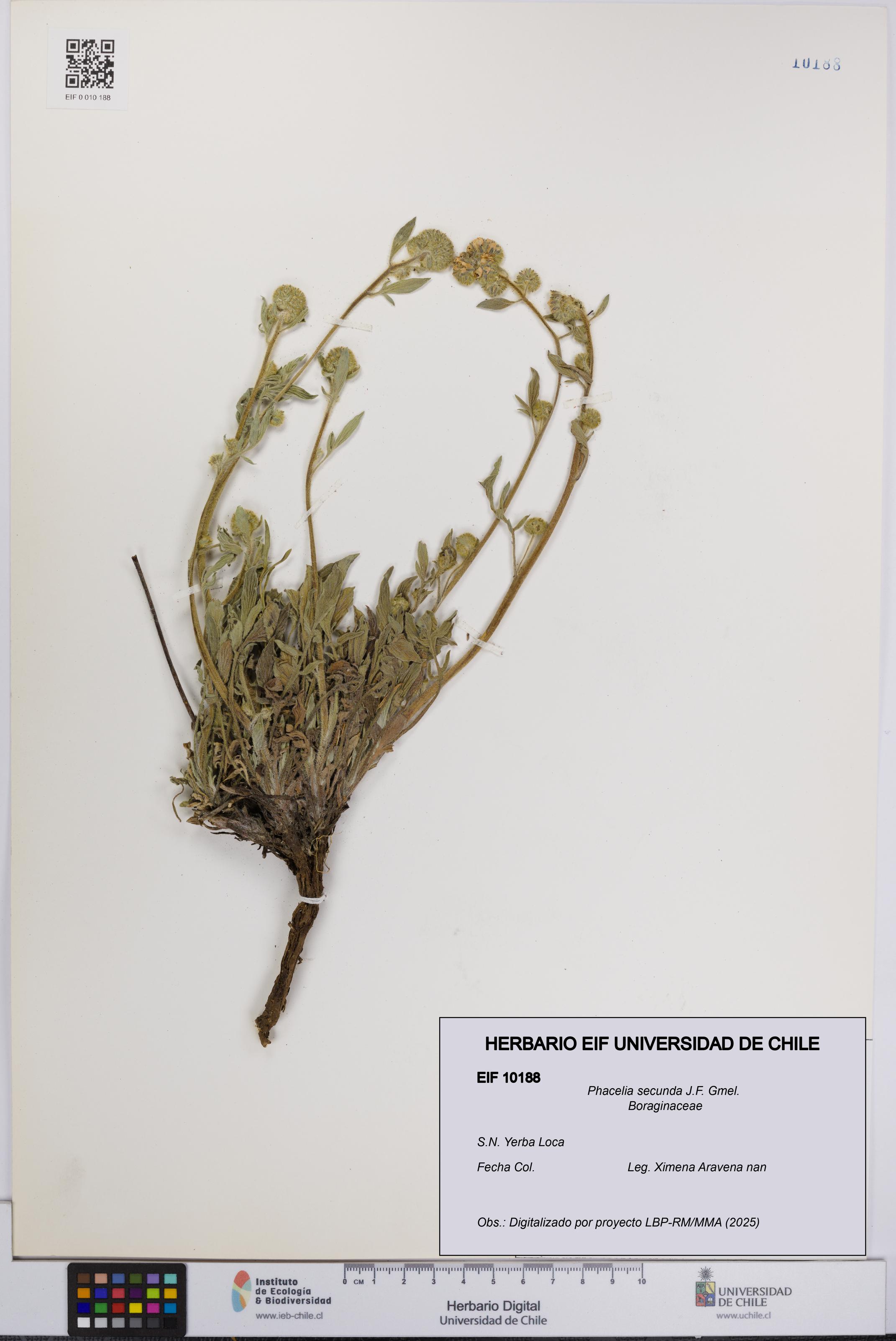 Phacelia secunda [Espécimen: UCH:EIF:0010188]