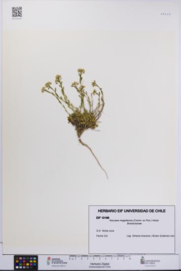 Noccaea magellanica [Espécimen: UCH:EIF:0010189]