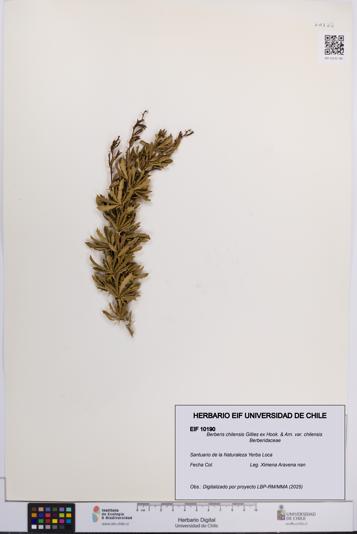 Berberis chilensis var. chilensis [Espécimen: UCH:EIF:0010190]