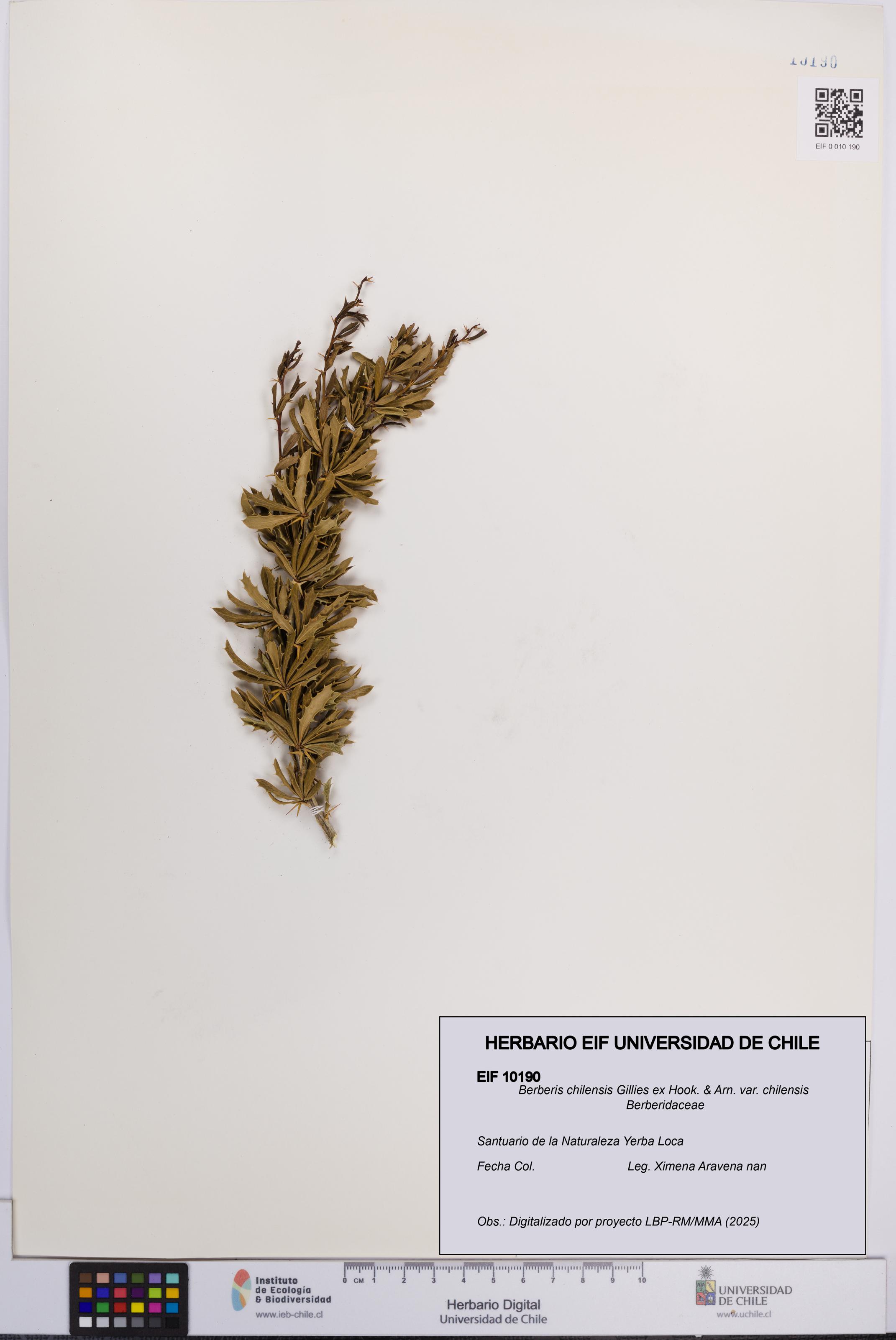 Berberis chilensis var. chilensis [Espécimen: UCH:EIF:0010190]