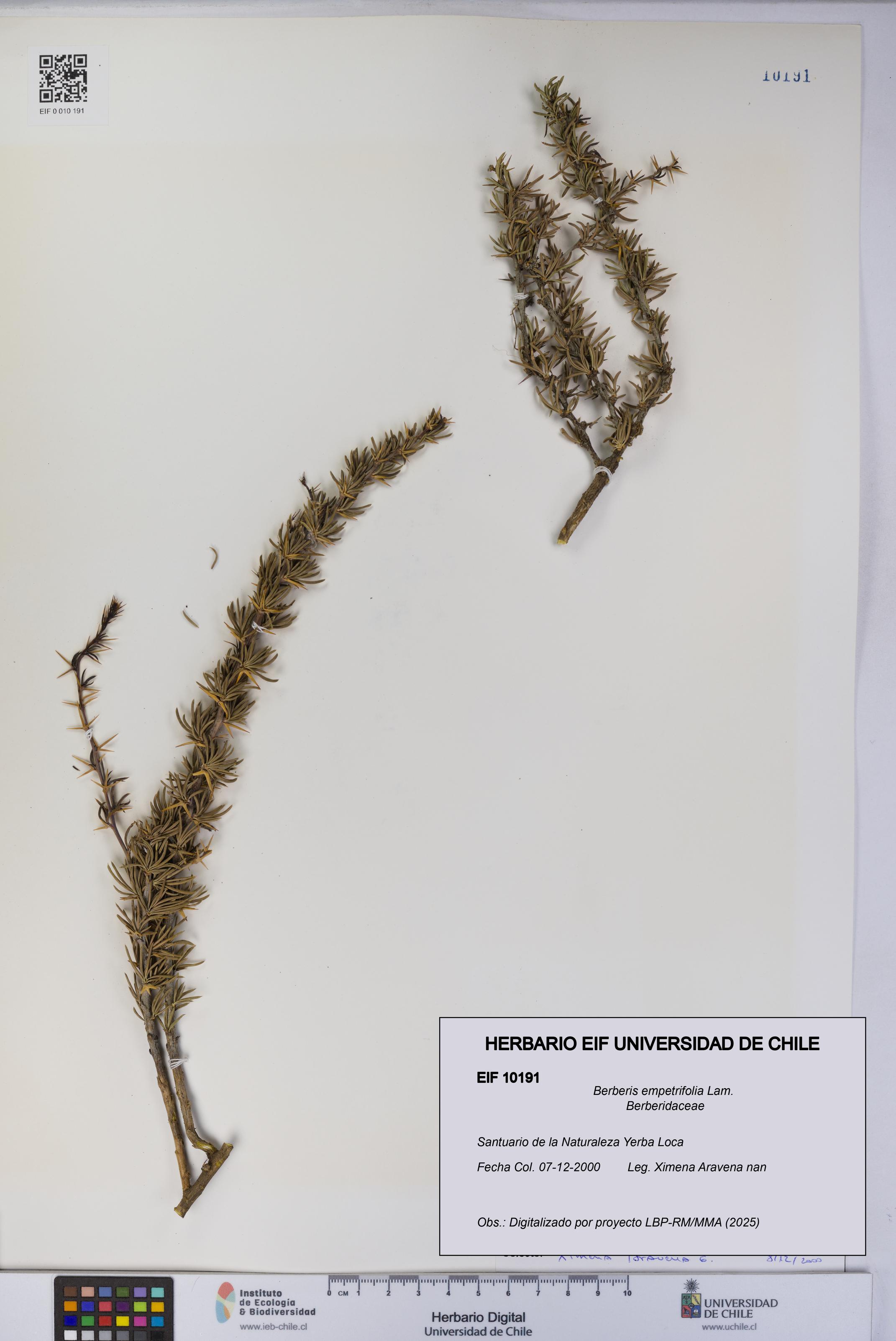 Berberis empetrifolia [Espécimen: UCH:EIF:0010191]