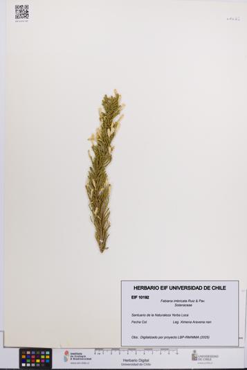 Fabiana imbricata [Espécimen: UCH:EIF:0010192]