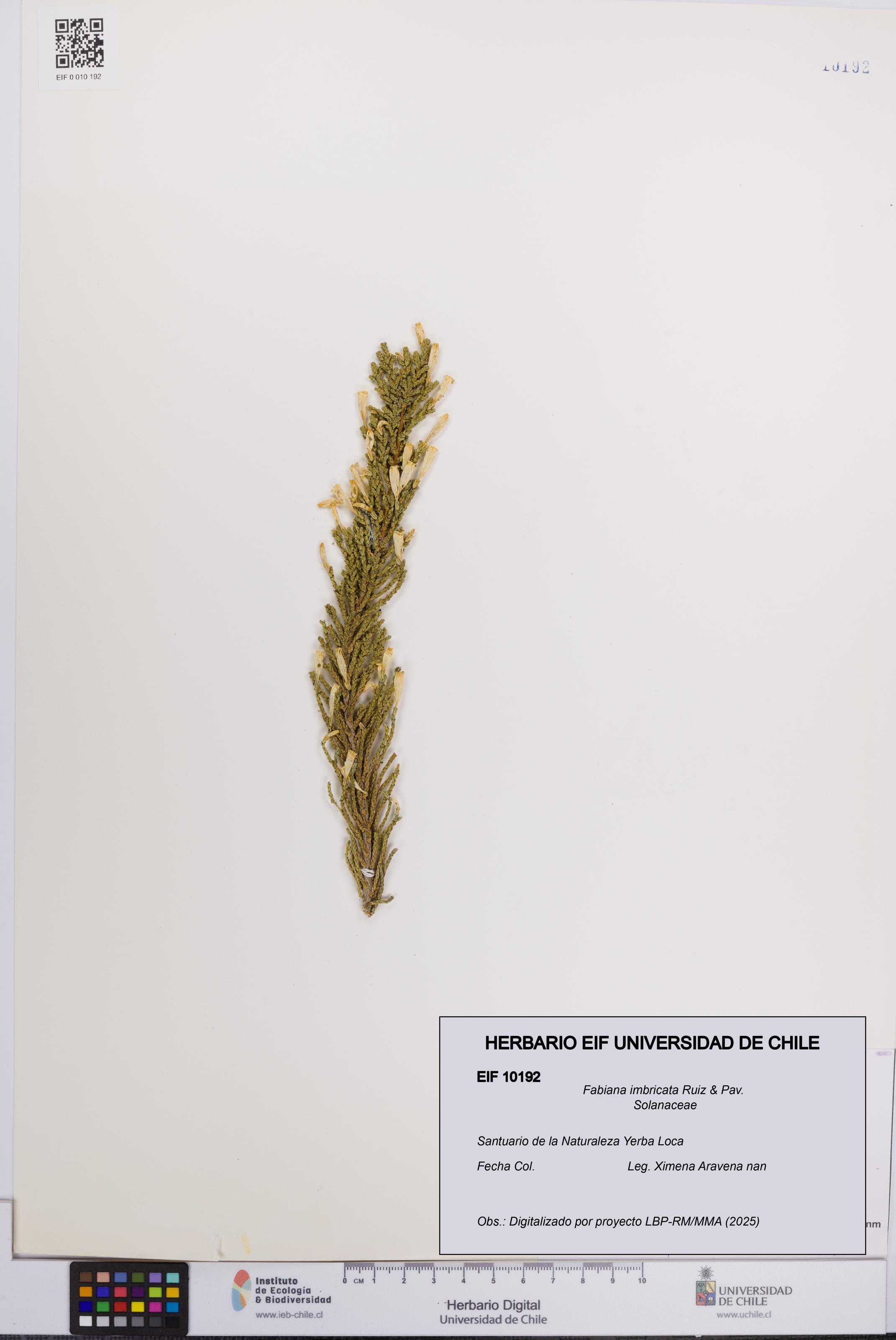 Fabiana imbricata [Espécimen: UCH:EIF:0010192]