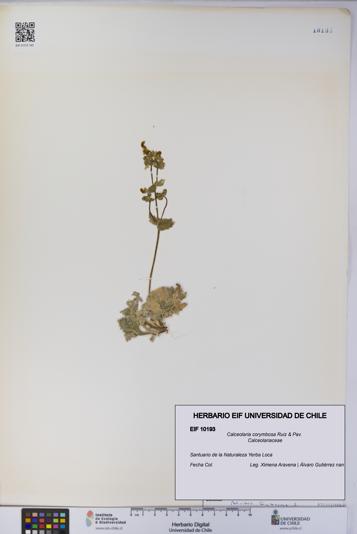 Calceolaria corymbosa [Espécimen: UCH:EIF:0010193]
