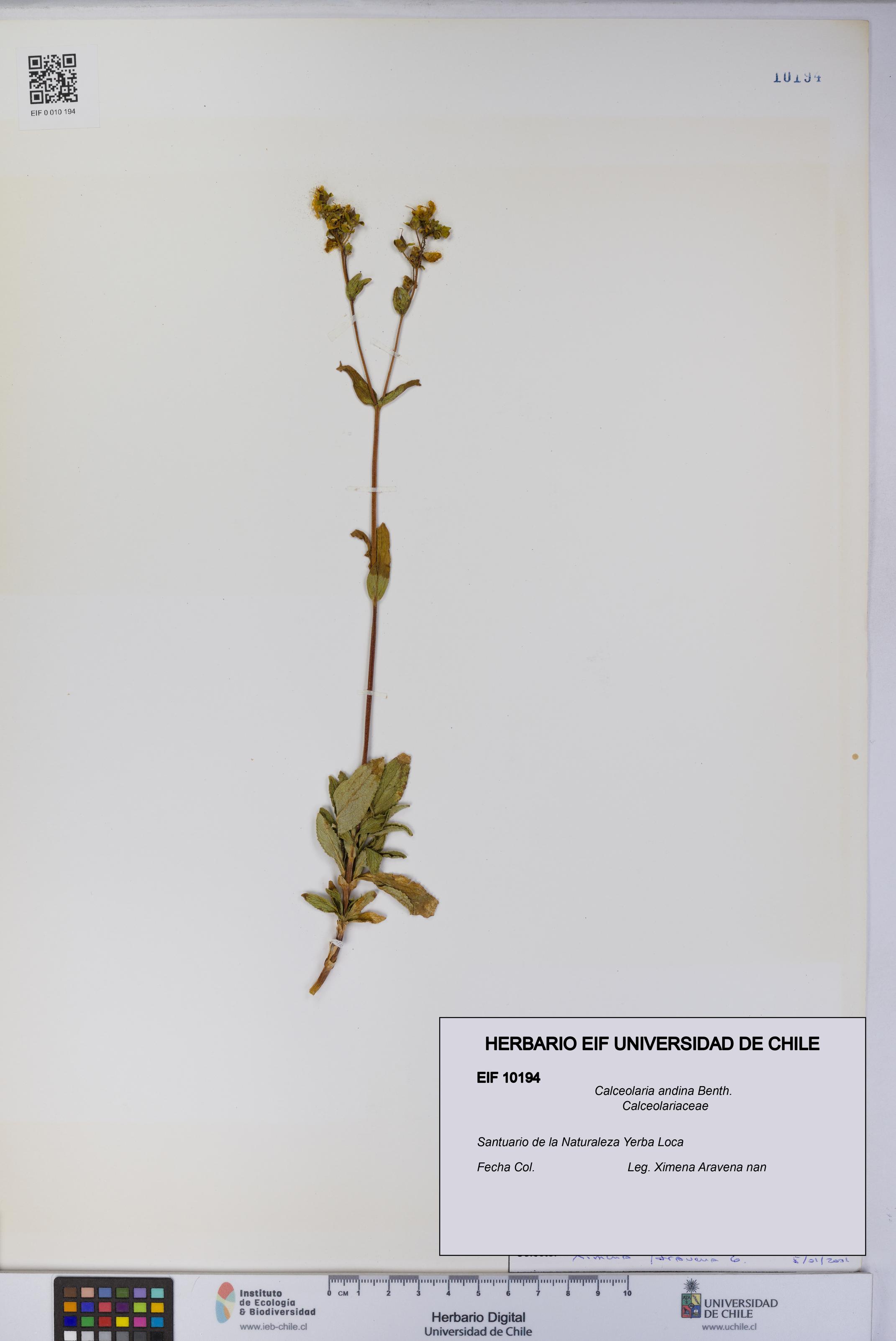 Calceolaria andina [Espécimen: UCH:EIF:0010194]