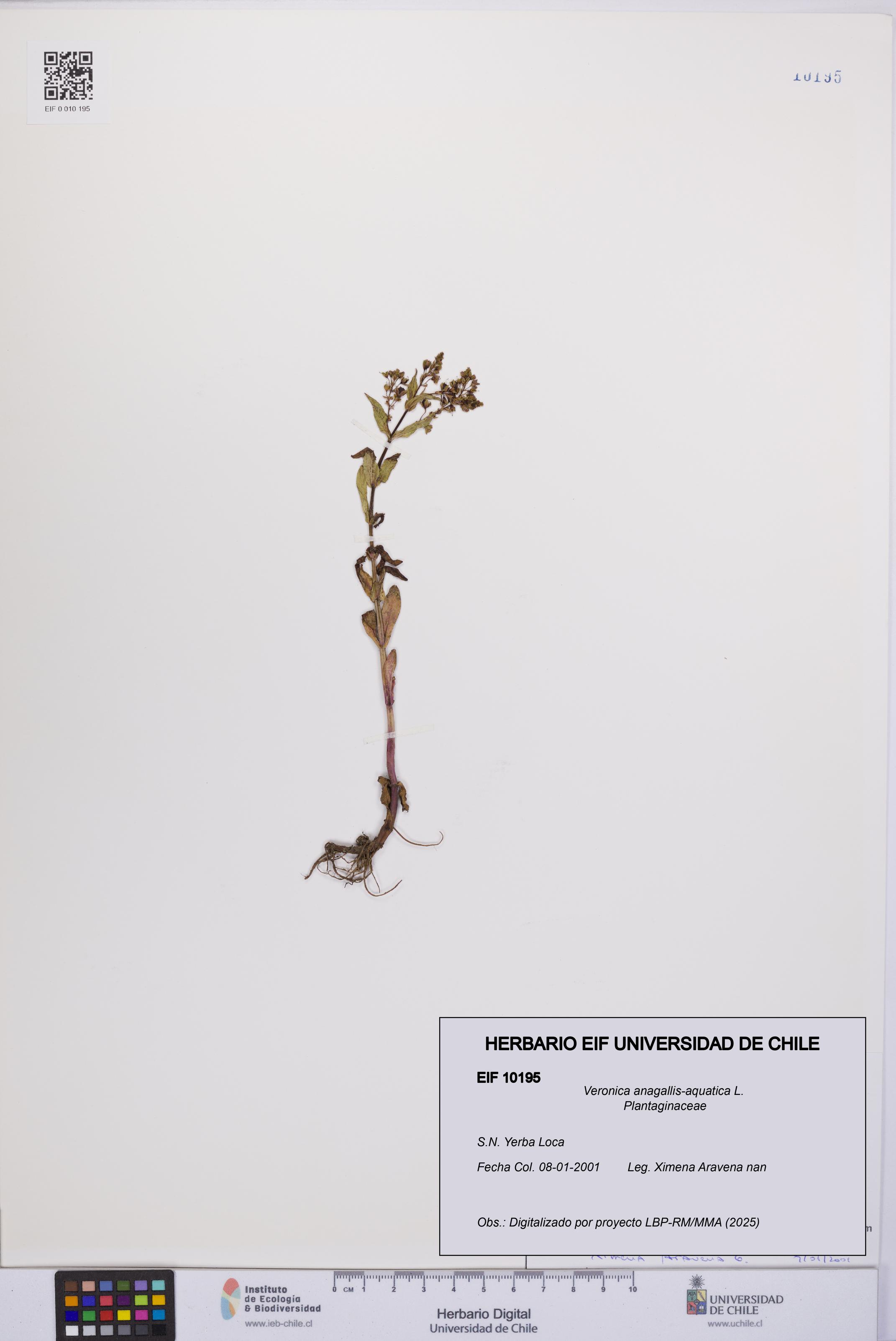 Veronica anagallis-aquatica [Espécimen: UCH:EIF:0010195]