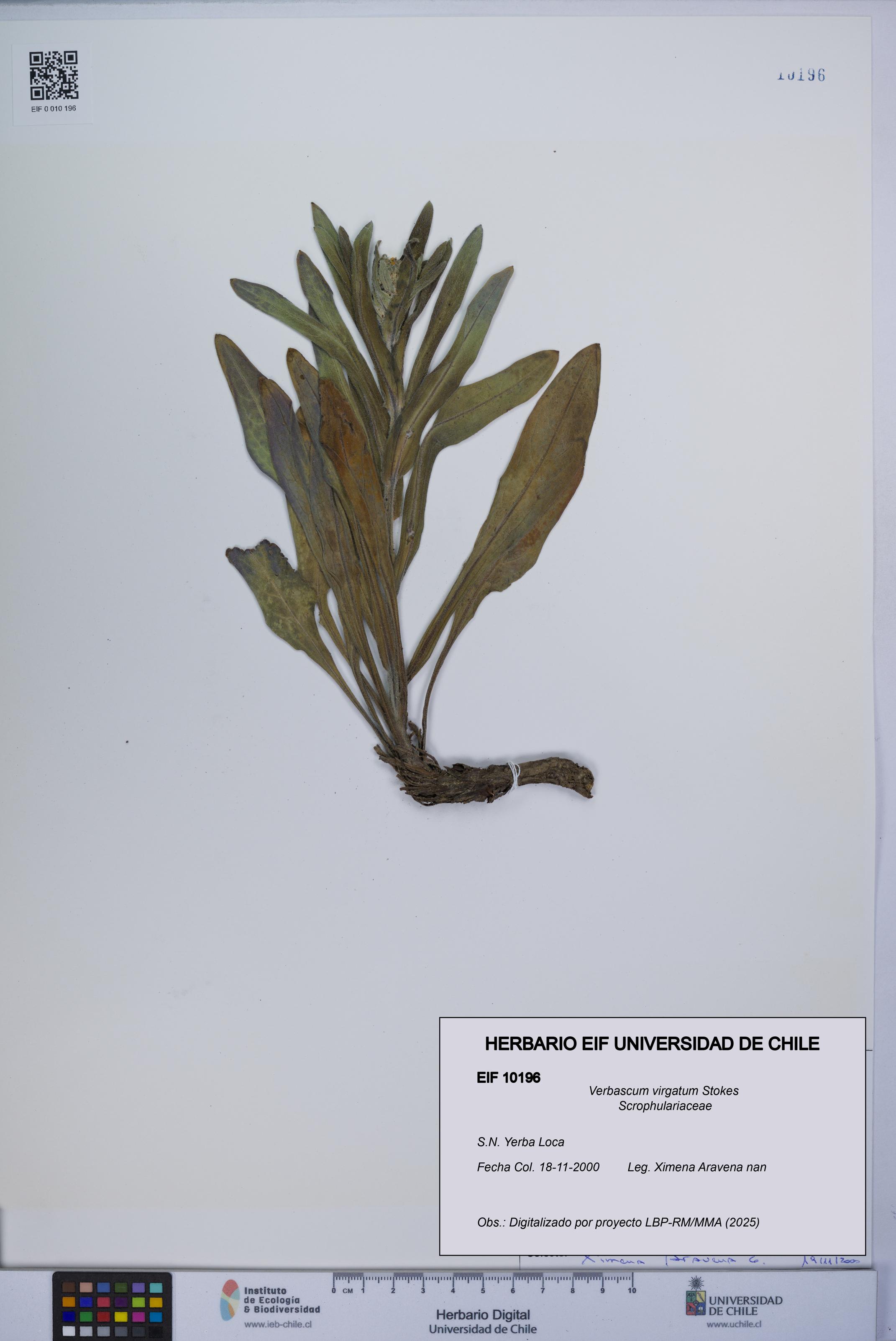 Verbascum virgatum [Espécimen: UCH:EIF:0010196]