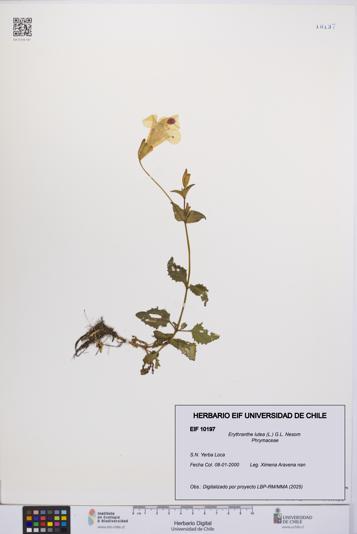 Erythranthe lutea [Espécimen: UCH:EIF:0010197]