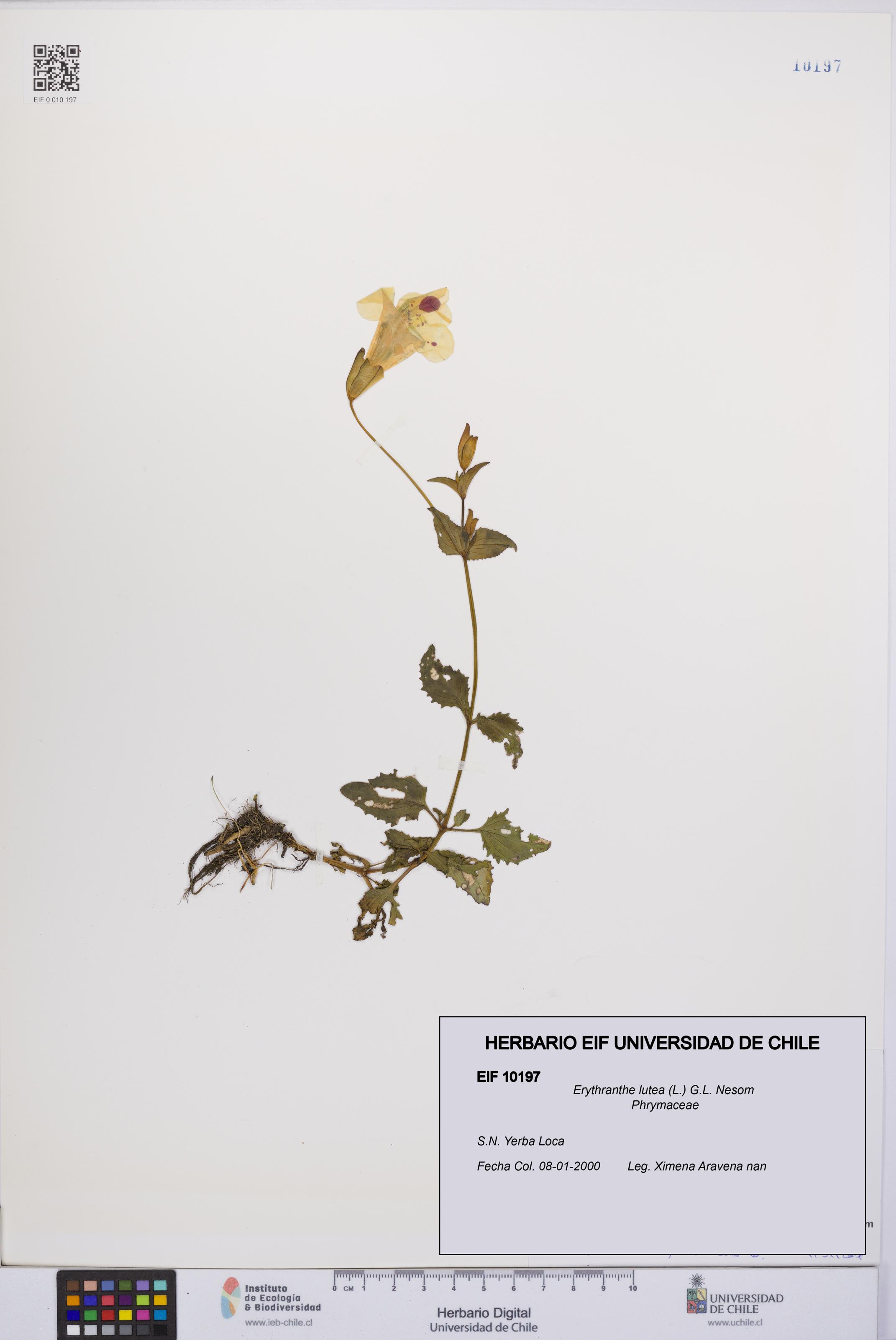 Erythranthe lutea [Espécimen: UCH:EIF:0010197]