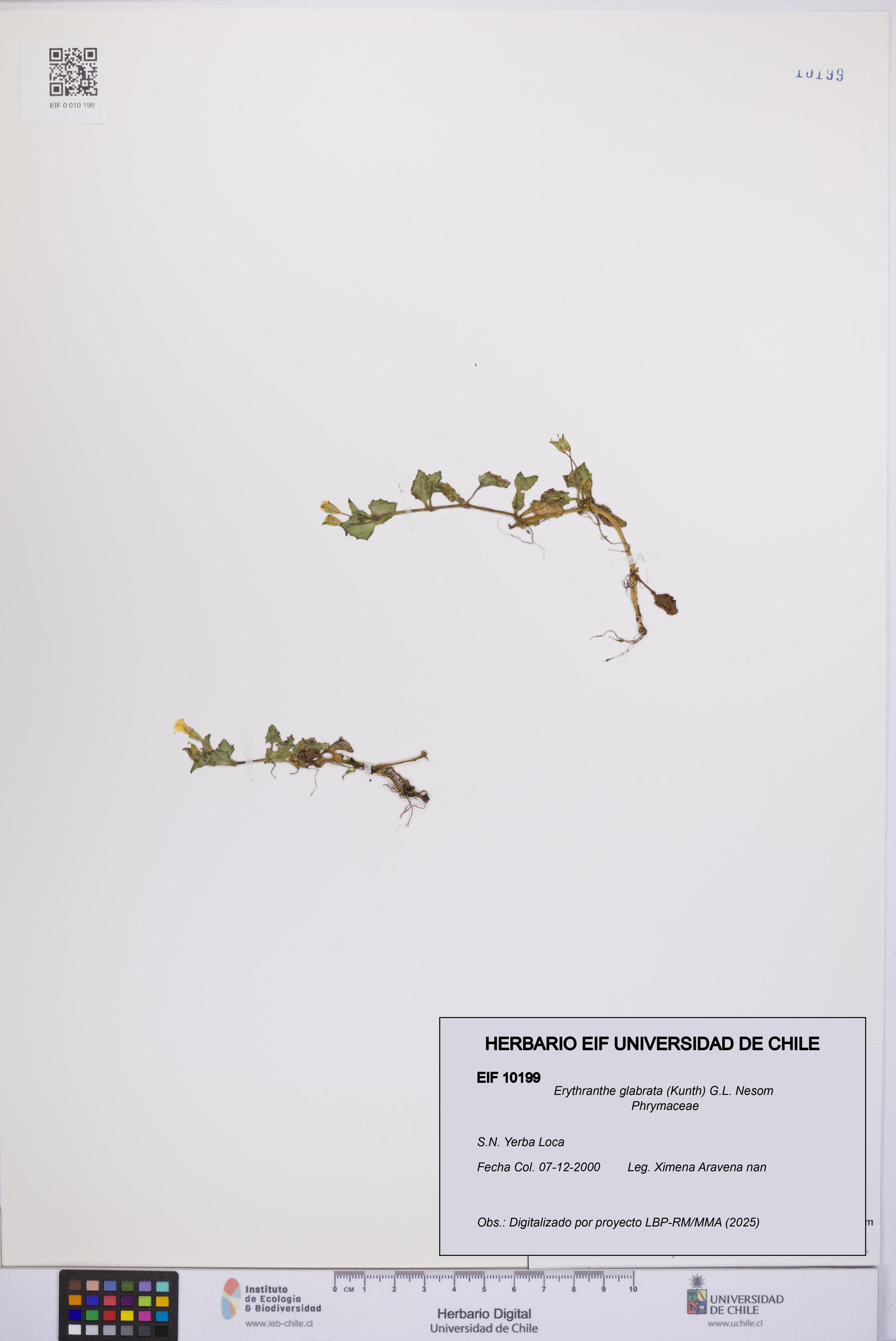 Erythranthe glabrata [Espécimen: UCH:EIF:0010199]