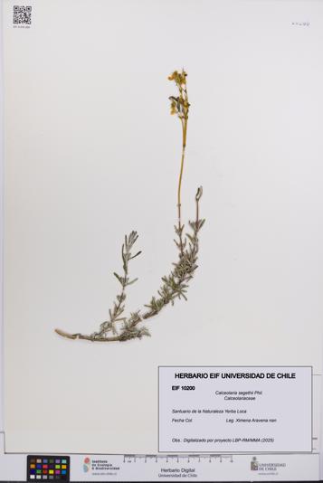Calceolaria segethii [Espécimen: UCH:EIF:0010200]