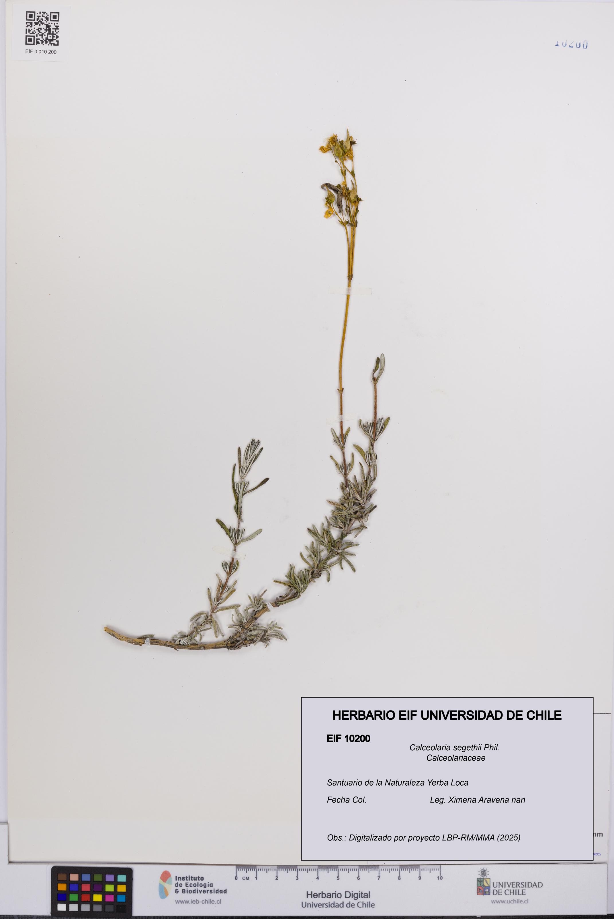 Calceolaria segethii [Espécimen: UCH:EIF:0010200]