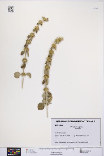 Marrubium vulgare [Espécimen: UCH:EIF:0010201]