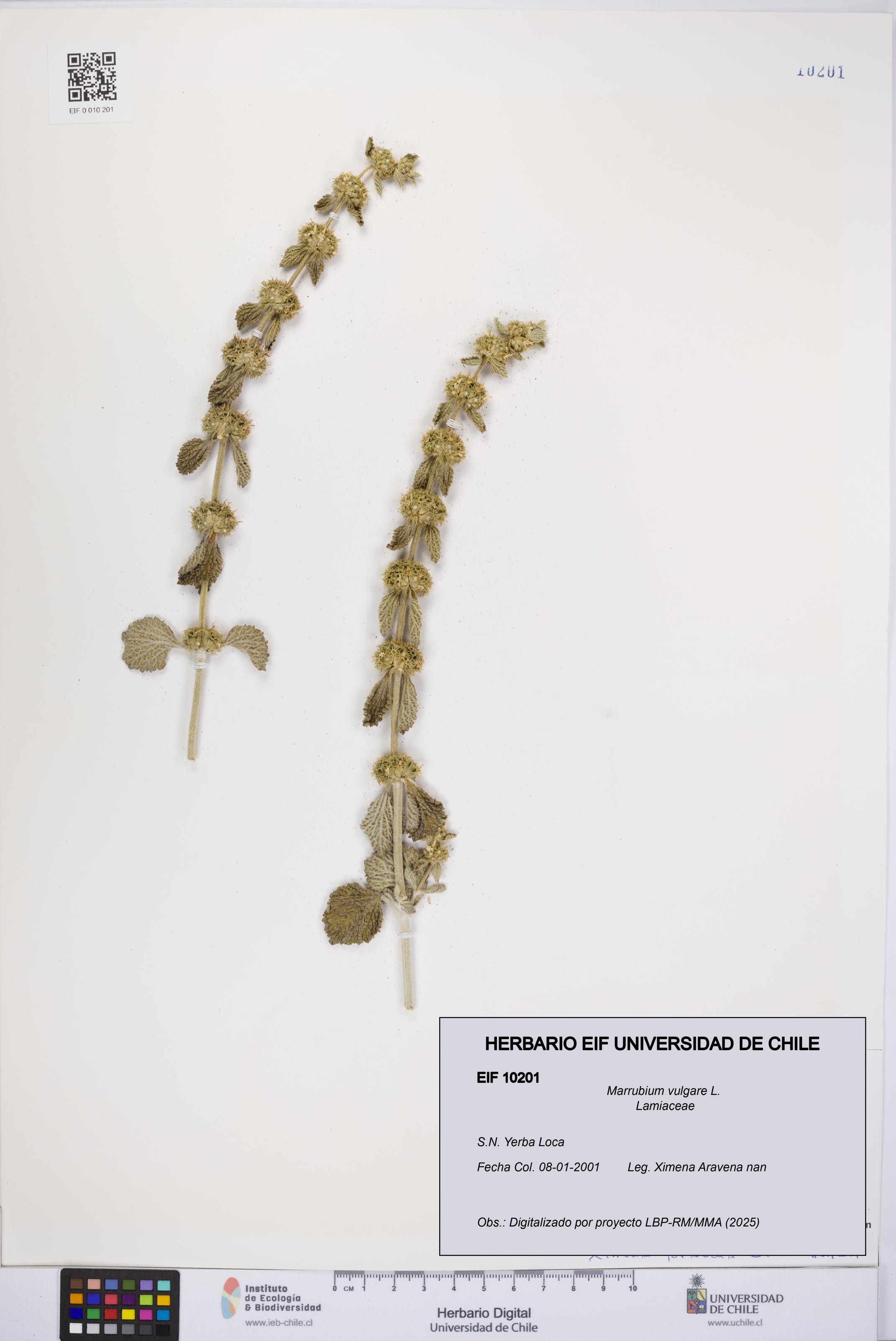 Marrubium vulgare [Espécimen: UCH:EIF:0010201]