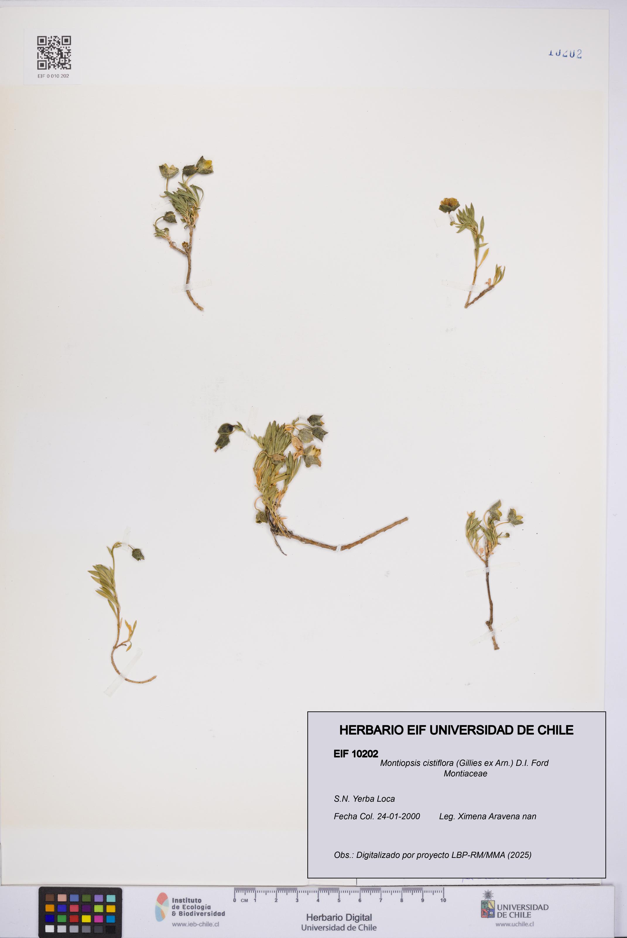 Montiopsis cistiflora [Espécimen: UCH:EIF:0010202]