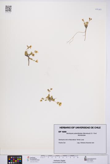 Montiopsis potentilloides [Espécimen: UCH:EIF:0010203]